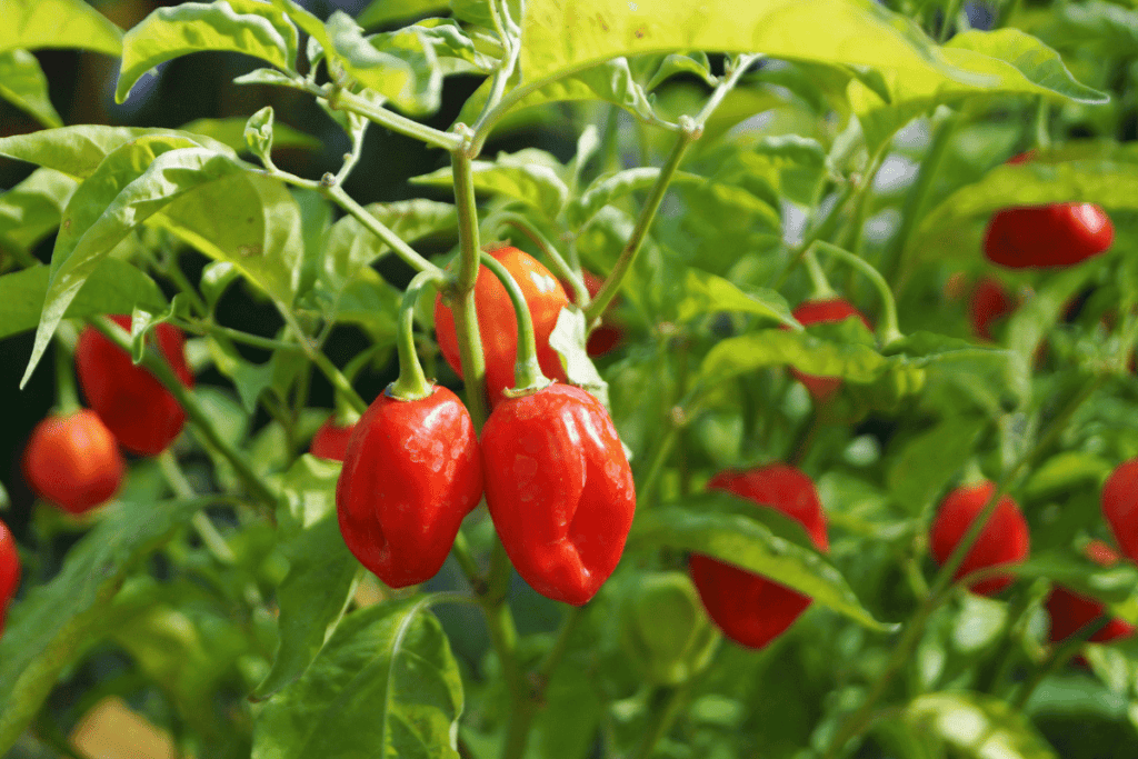 How to Grow Peppers in Your Vegetable Garden