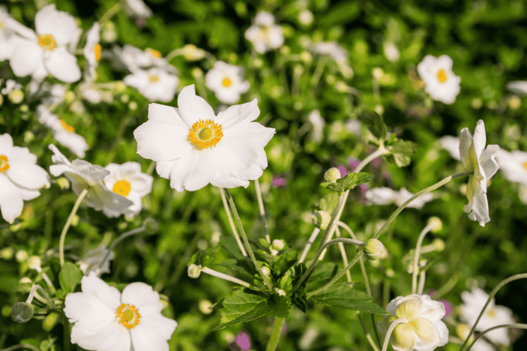 Best Flowers to Plant in Full Sun