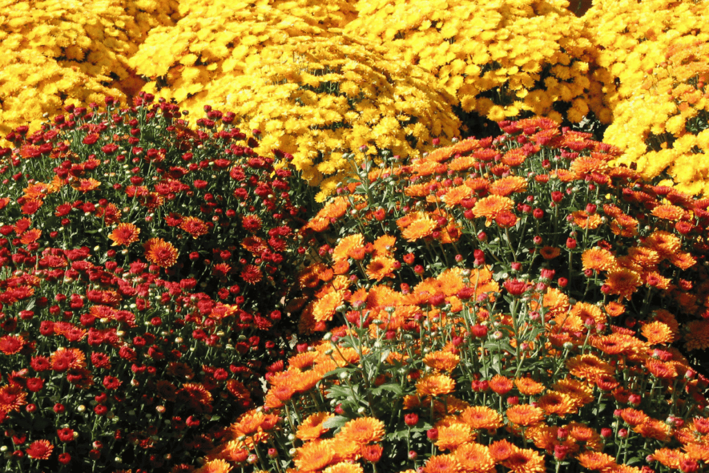 Fall Gardening Tips for a Bountiful Harvest