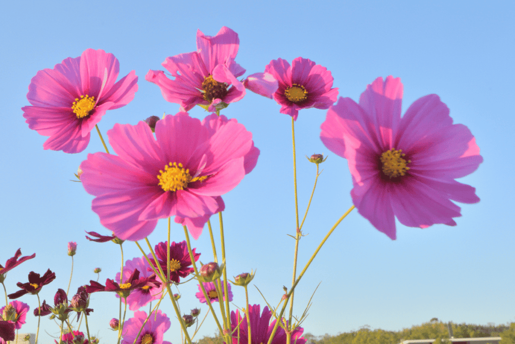 Growing Beautiful Flowers