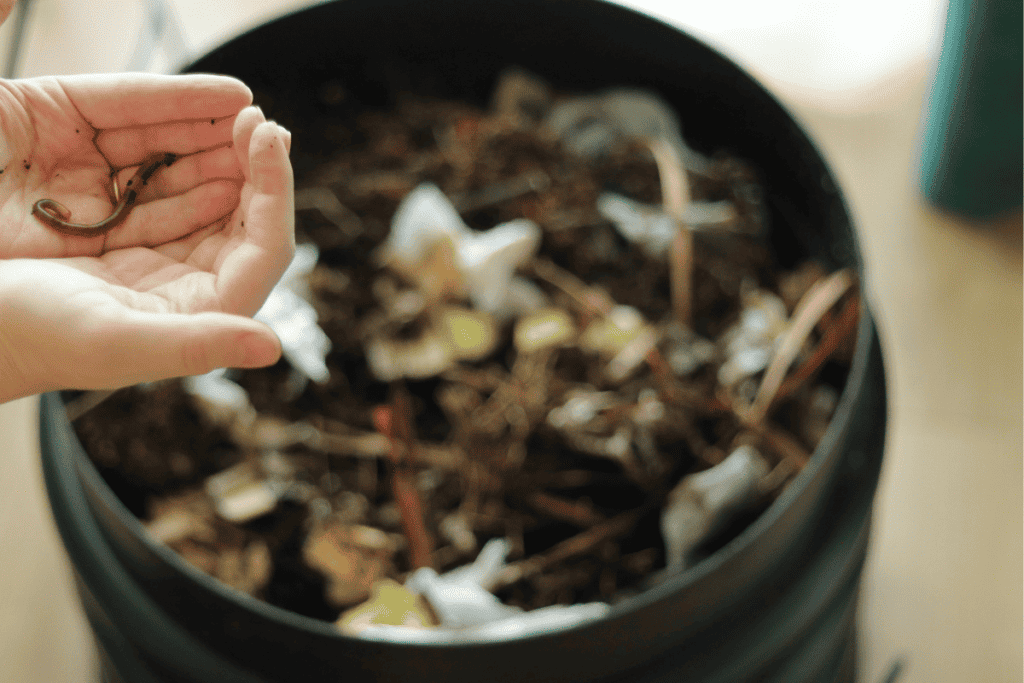 Worm Composting