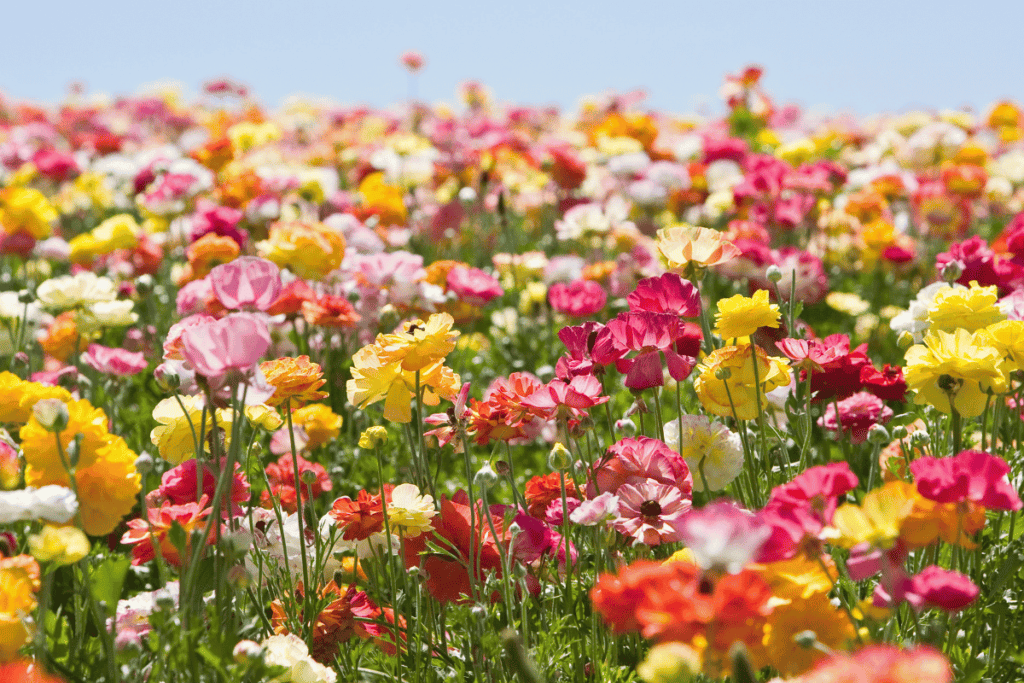 Growing Beautiful Flowers