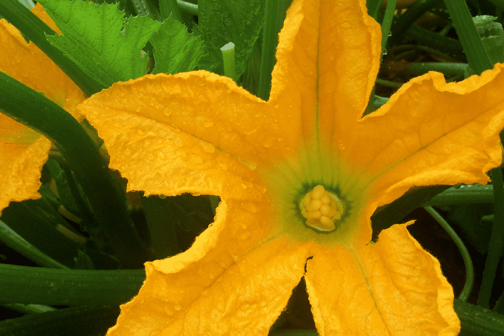 Growing Summer Squash