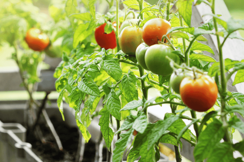 12 Tips for Growing Tomatoes in Your Vegetable Garden