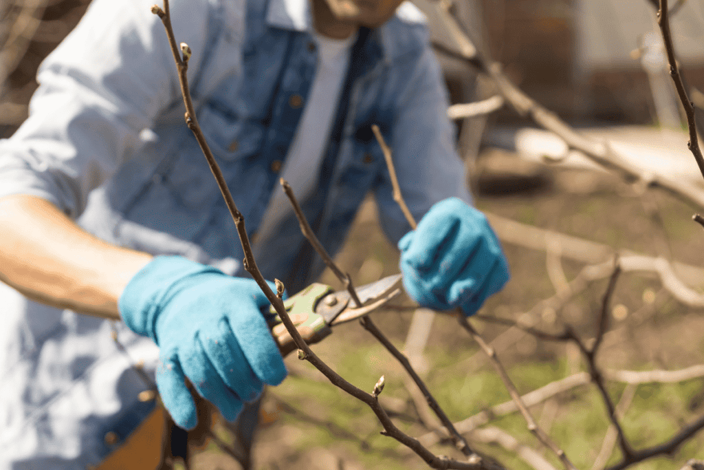 Tips for Pruning Fruit Trees for Maximum Yield