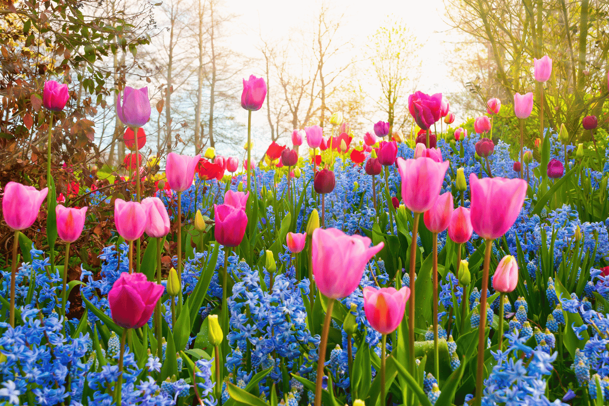 Growing Beautiful Flowers