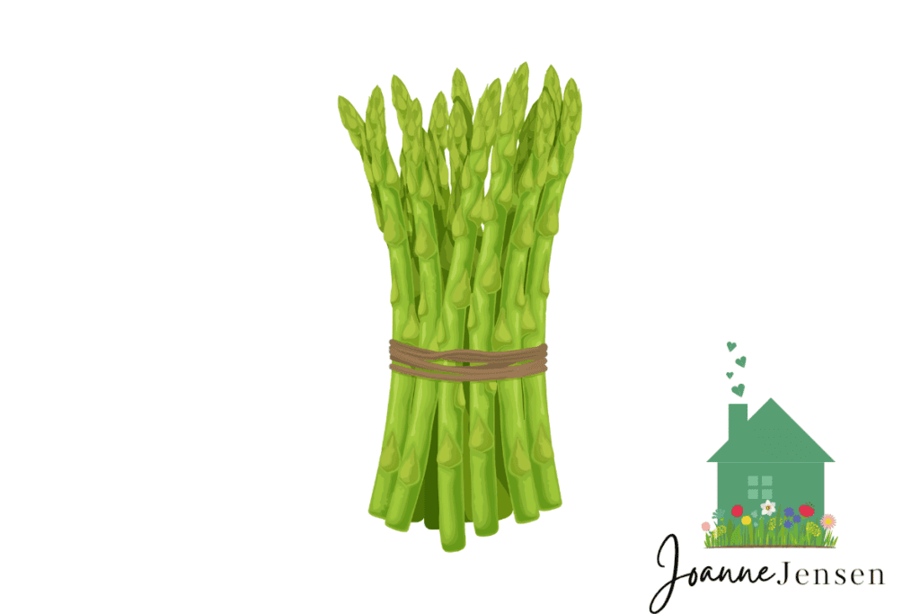 Asparagus Plant