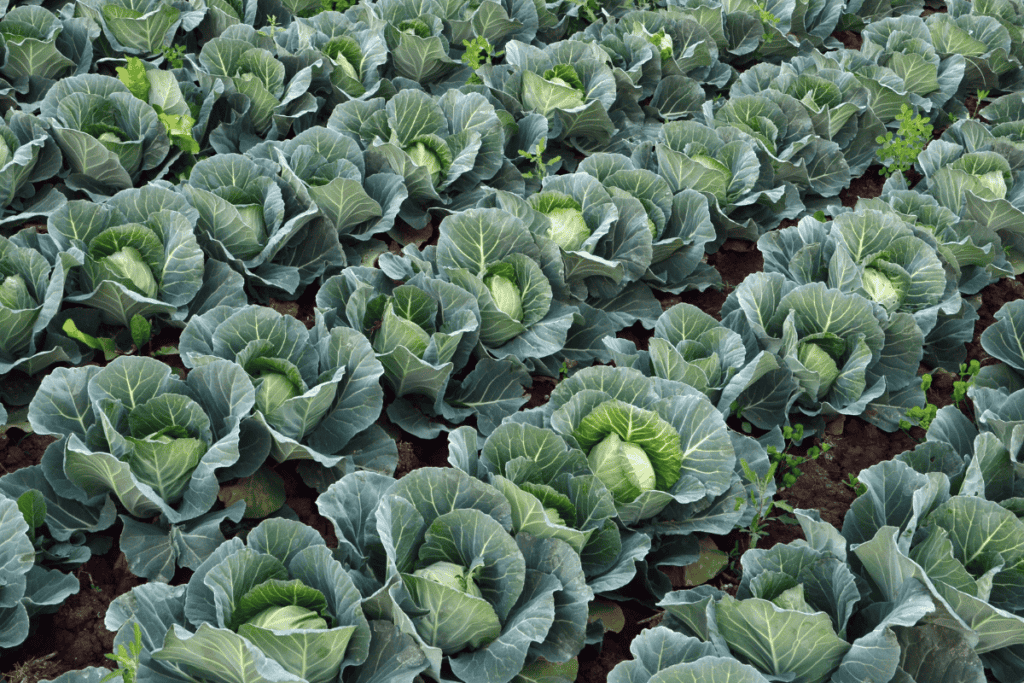 Cabbage