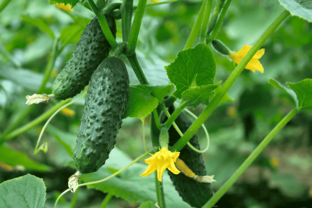 How to Plant Cucumber Seeds