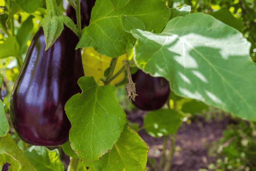 How to Plant Eggplant Seeds