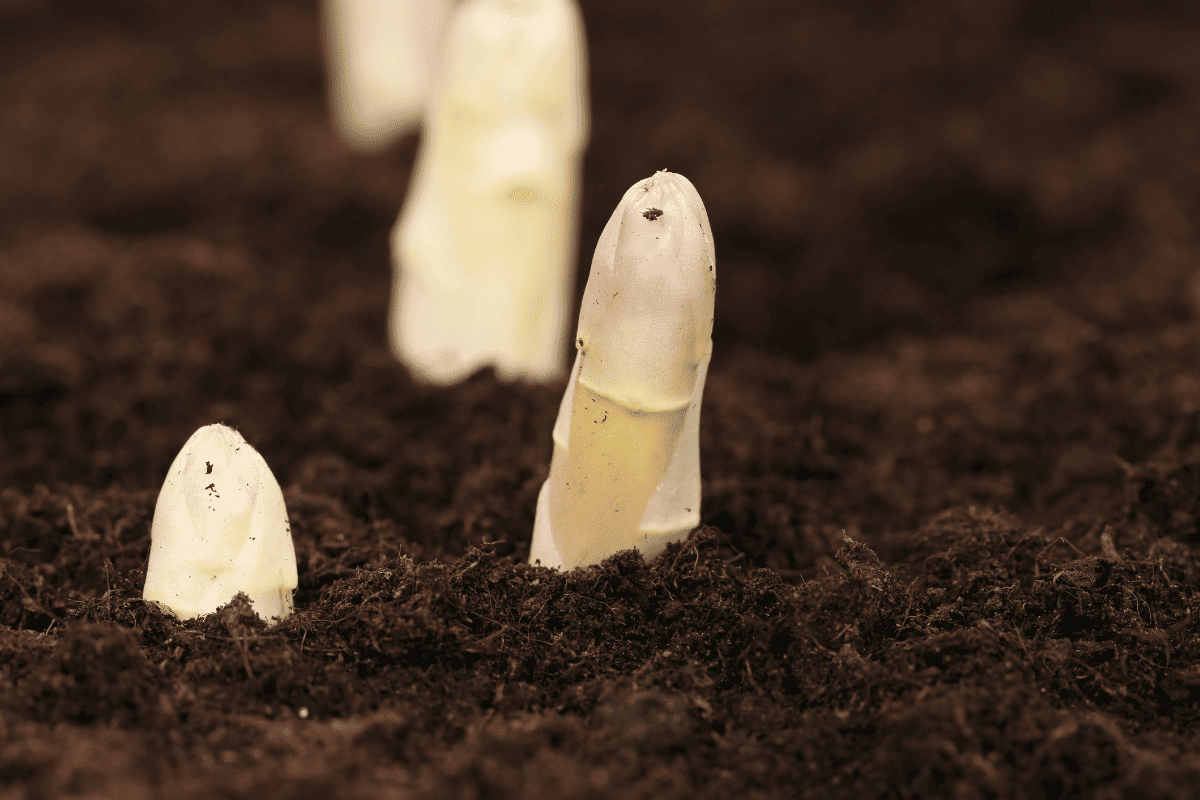 Growing Asparagus Indoors