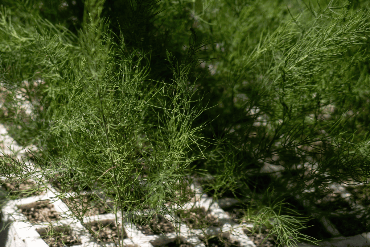 Growing Asparagus in a Container