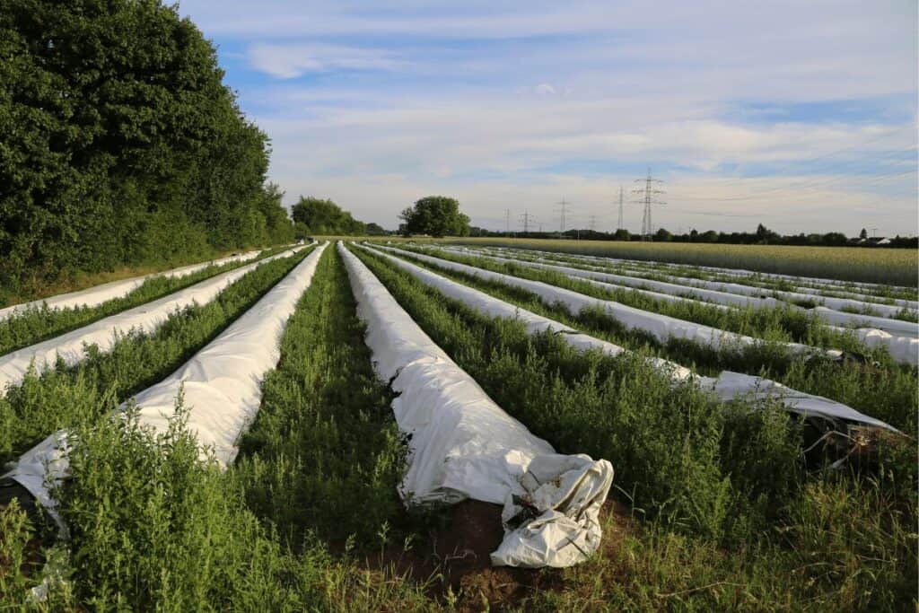 Mastering Asparagus Cultivation