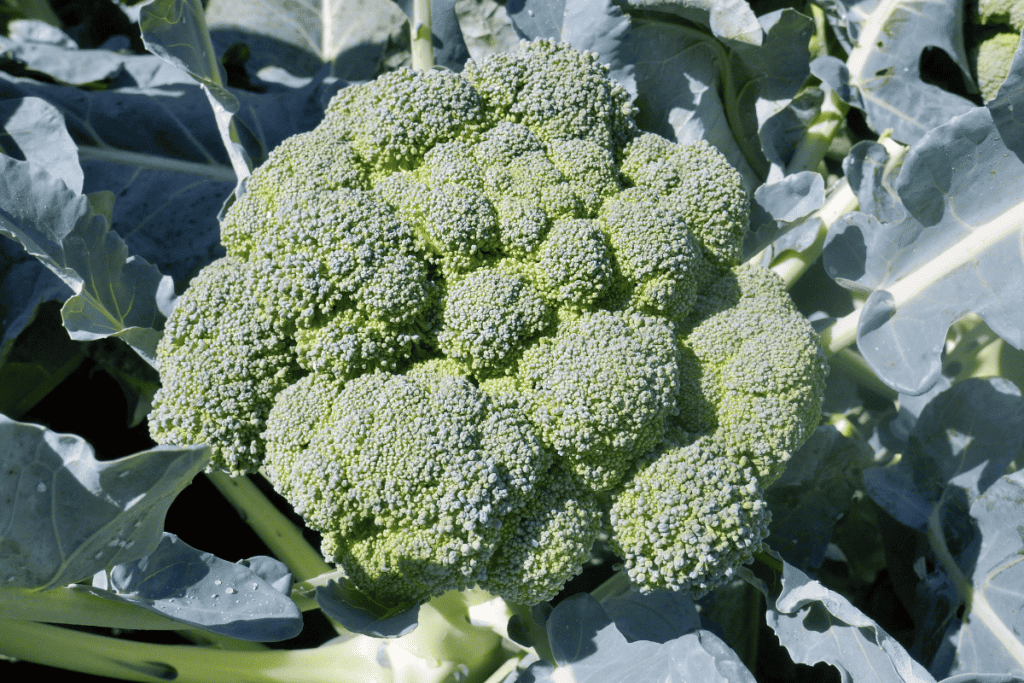 Broccoli