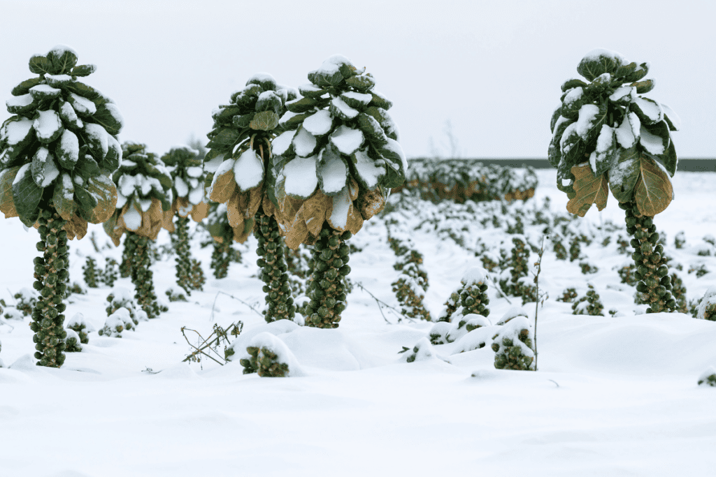 Growing Brussels Sprouts in Any Climate