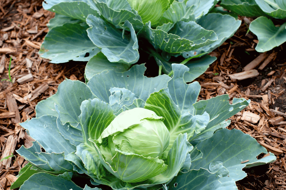 Cabbage