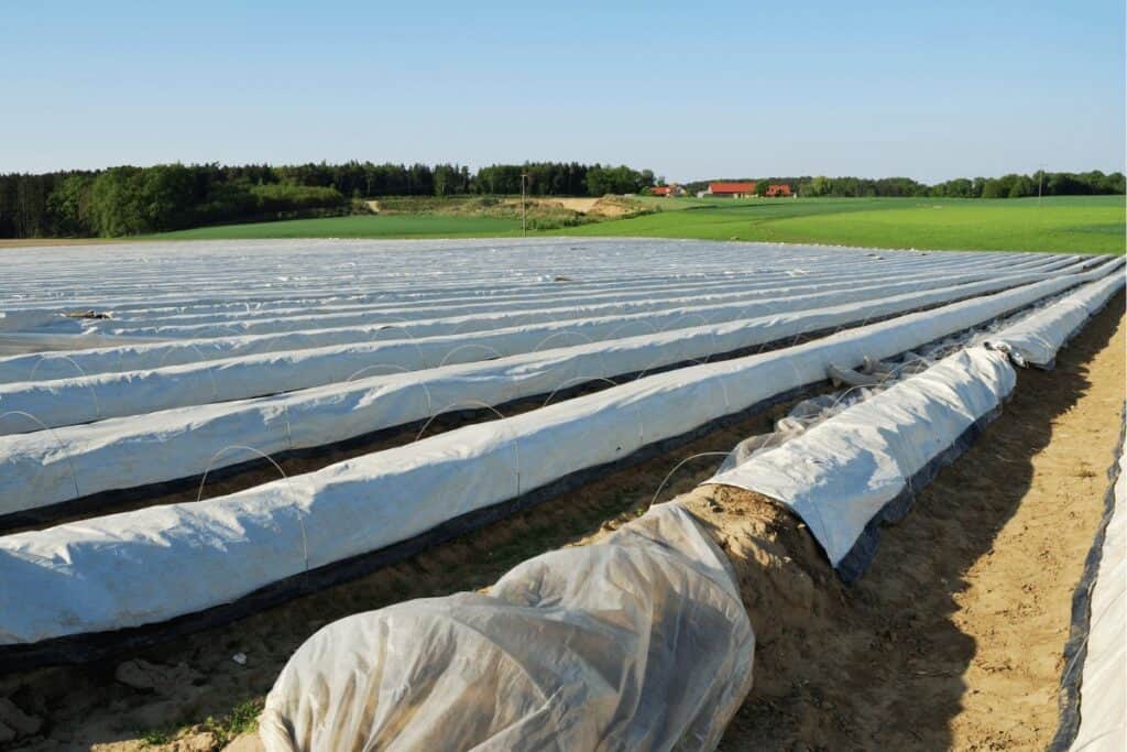 Cultivating Asparagus