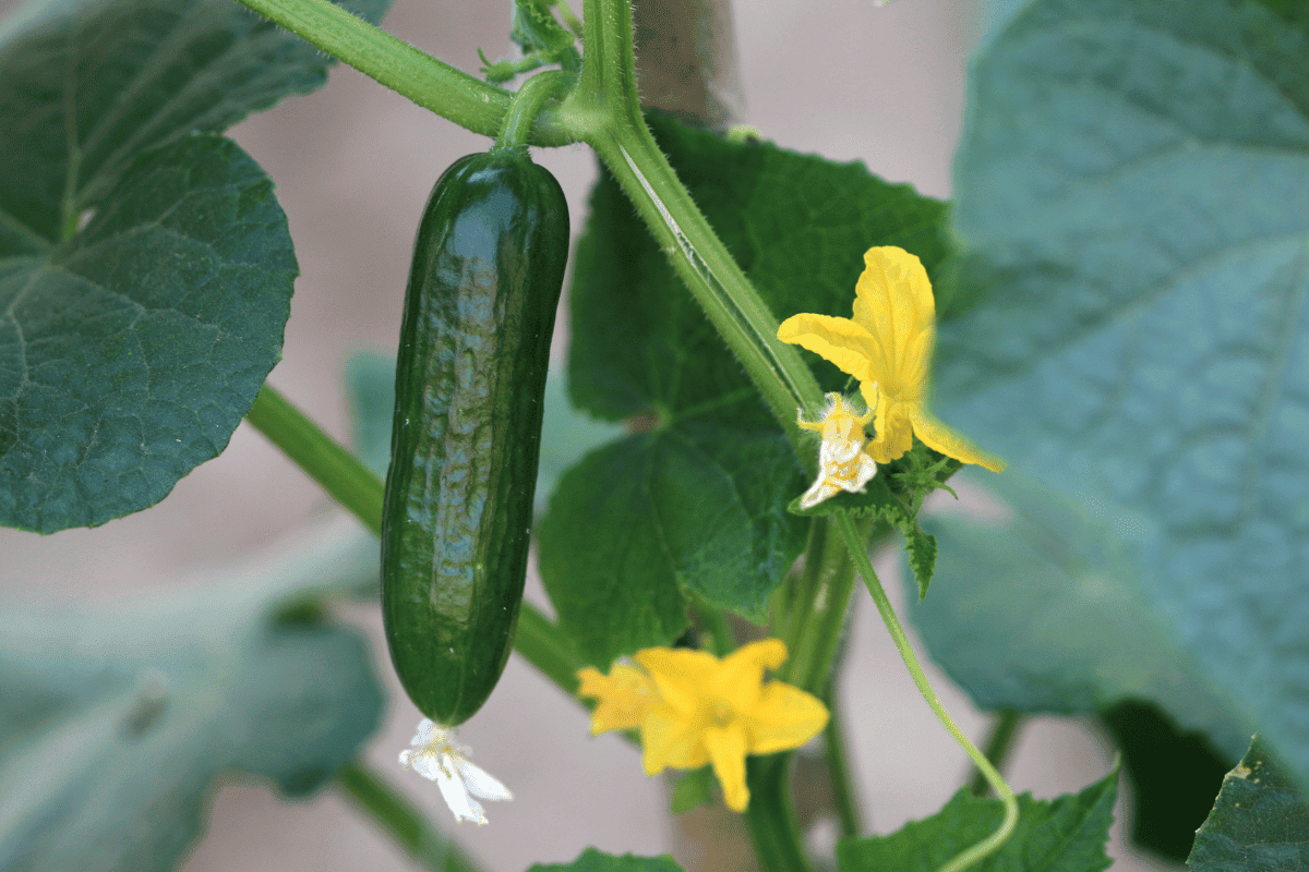 How to Plant Cucumber Seeds