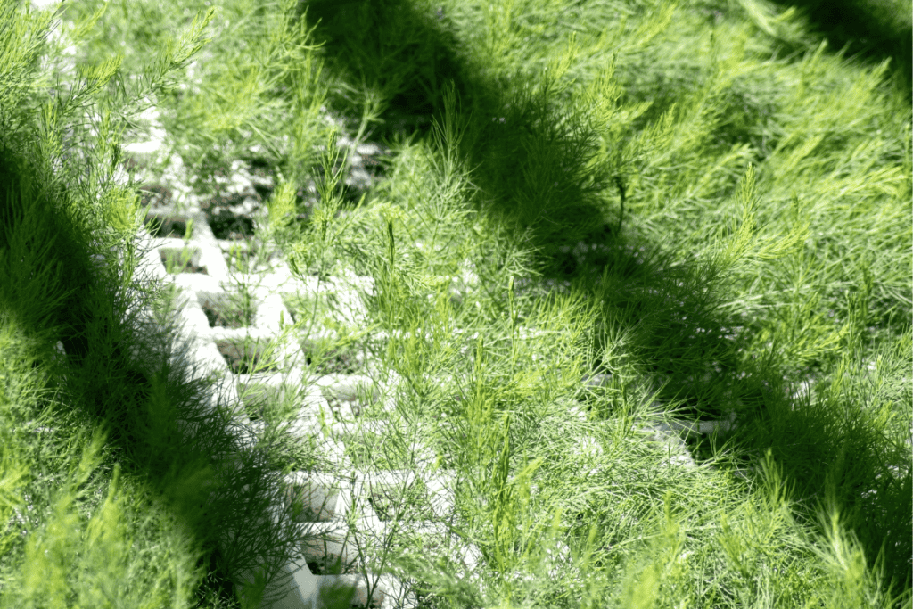 Growing Asparagus in a Container