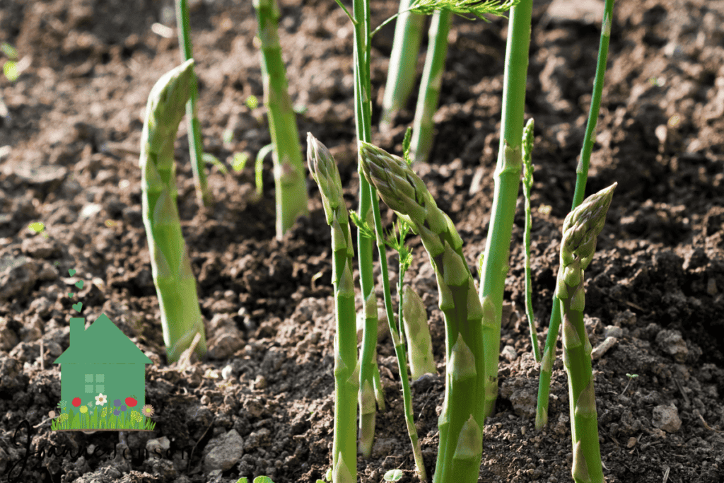 Asparagus Plant