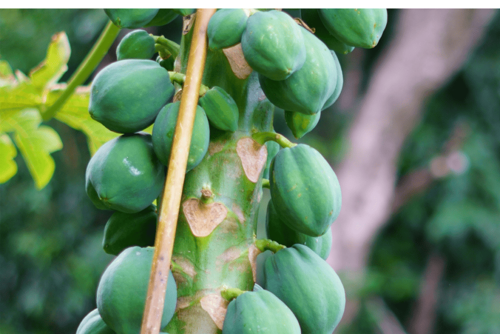 Mastering Brussels Sprouts Cultivation