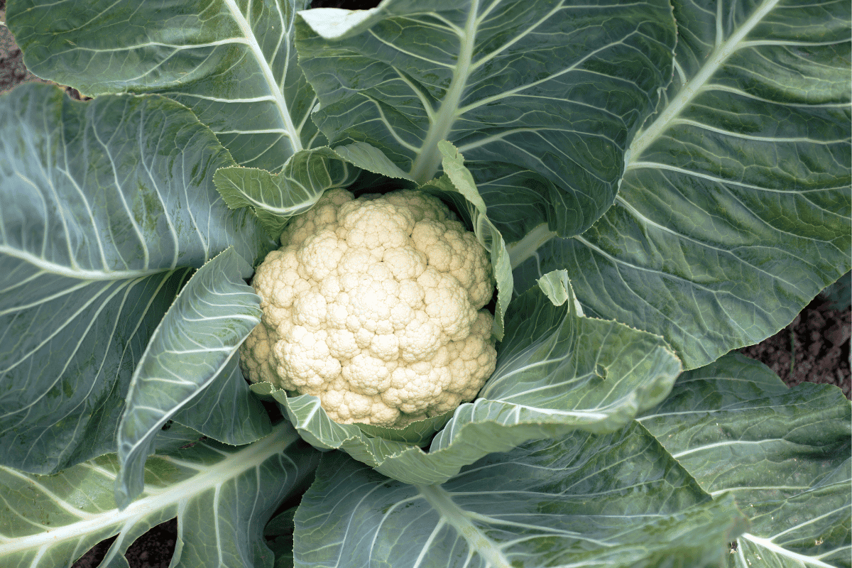 How to Plant Cauliflower Seeds