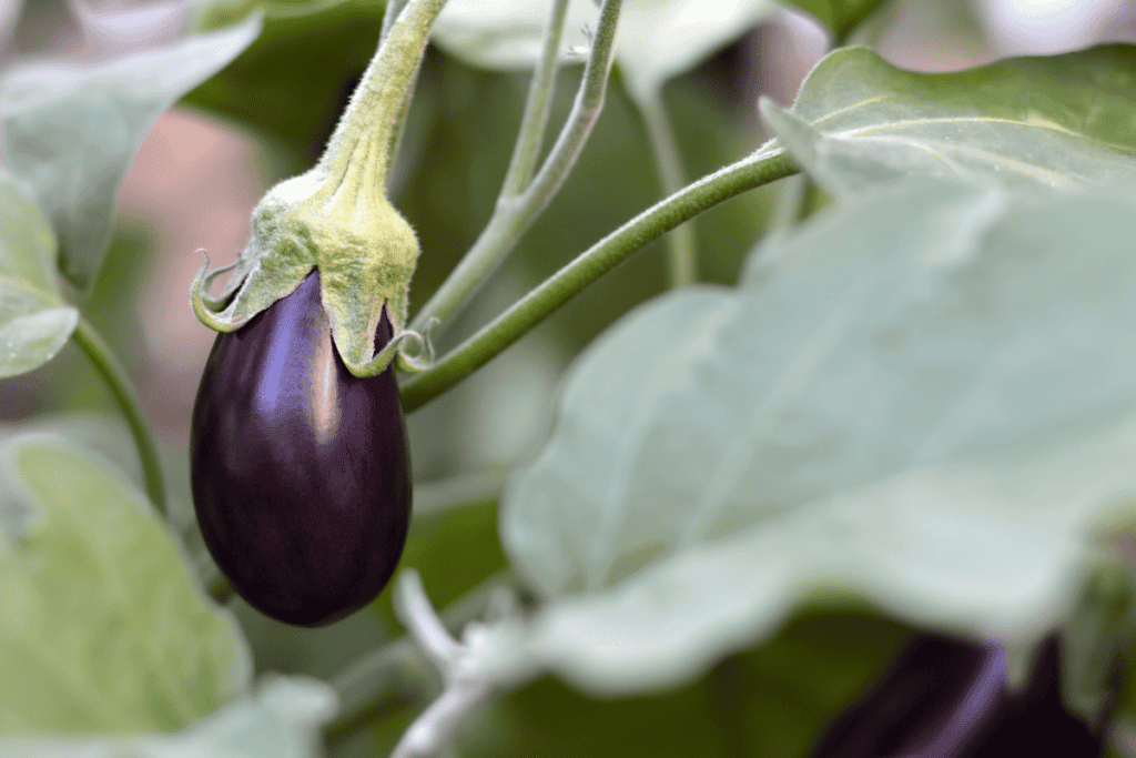 How to Plant Eggplant Seeds