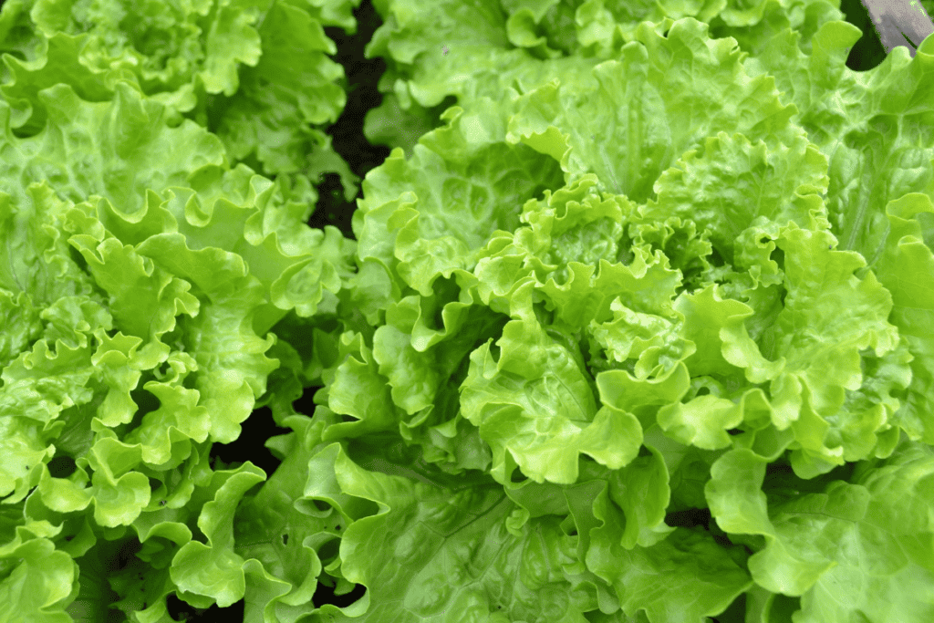 How to Plant Lettuce Seeds for Maximum Germination