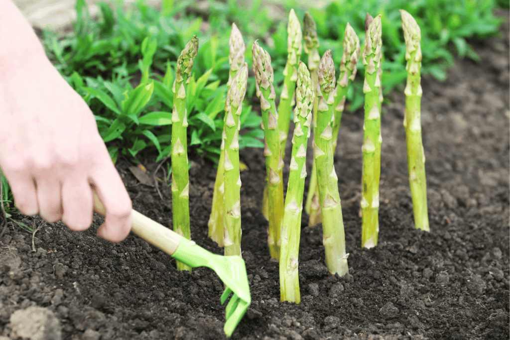 Growing Asparagus in a Container