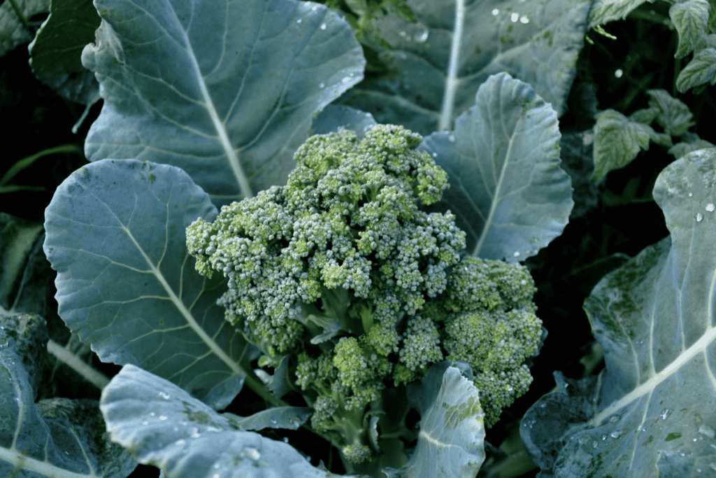 Broccoli