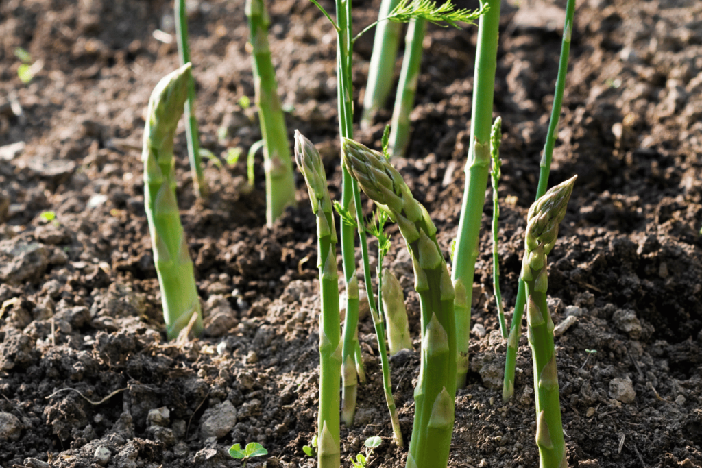 How to Grow Asparagus 