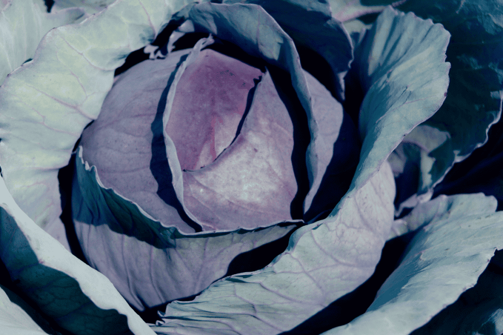 Cabbage