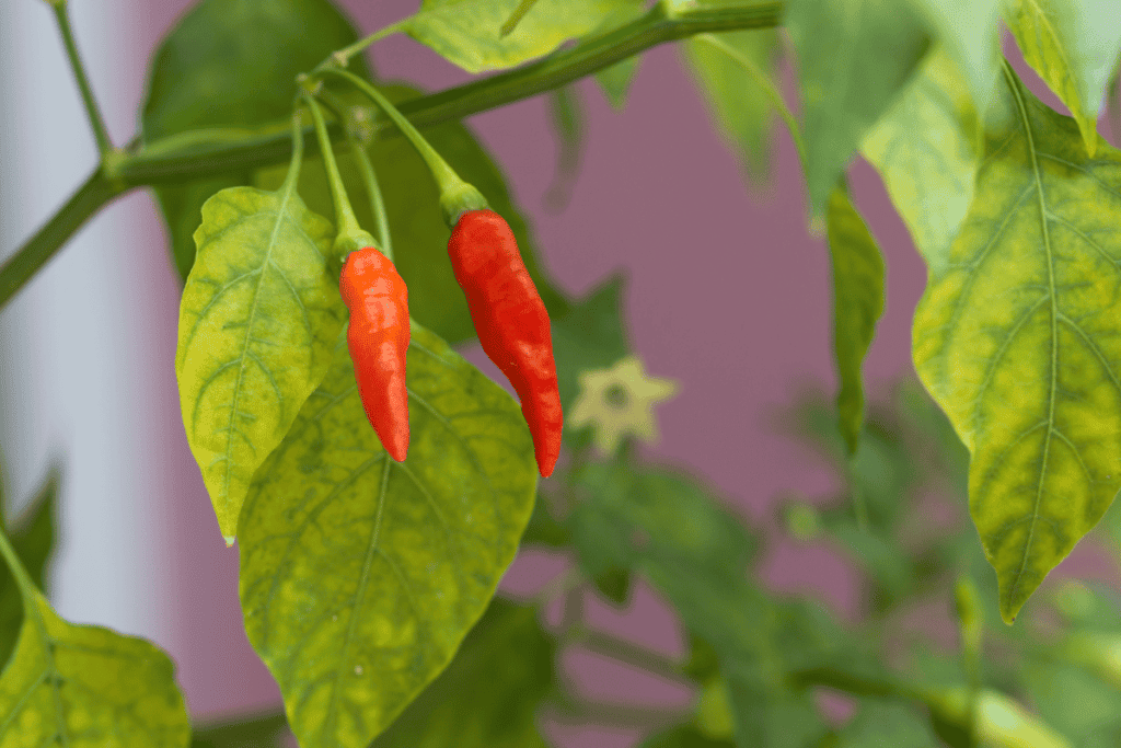 Chili Pepper Seeds