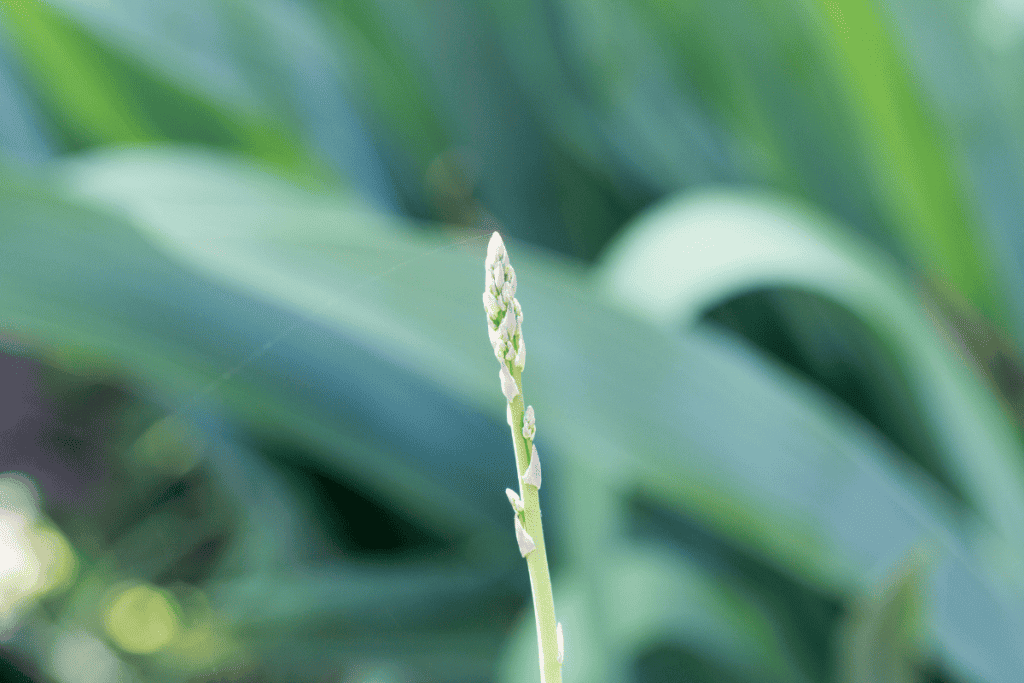 Growing and Nurturing Asparagus