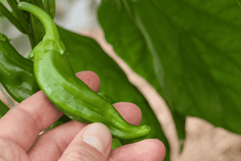 Chili Pepper Seeds