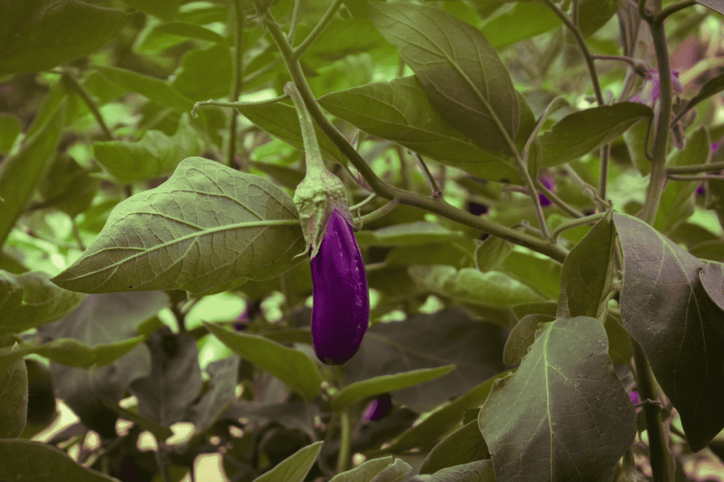 How to Plant Eggplant Seeds