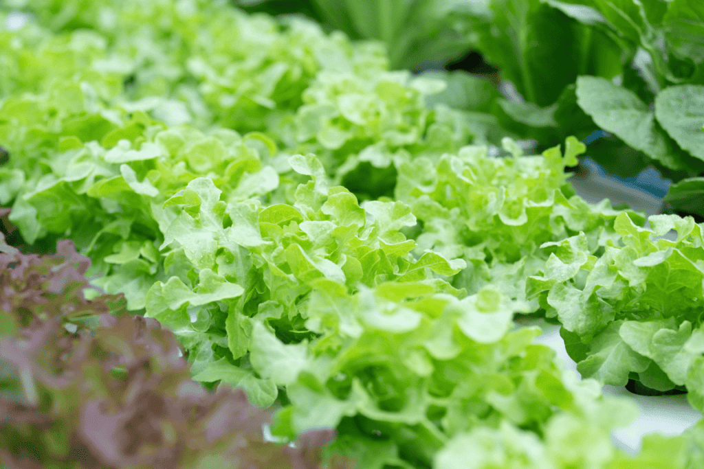 How to Plant Lettuce Seeds for Maximum Germination