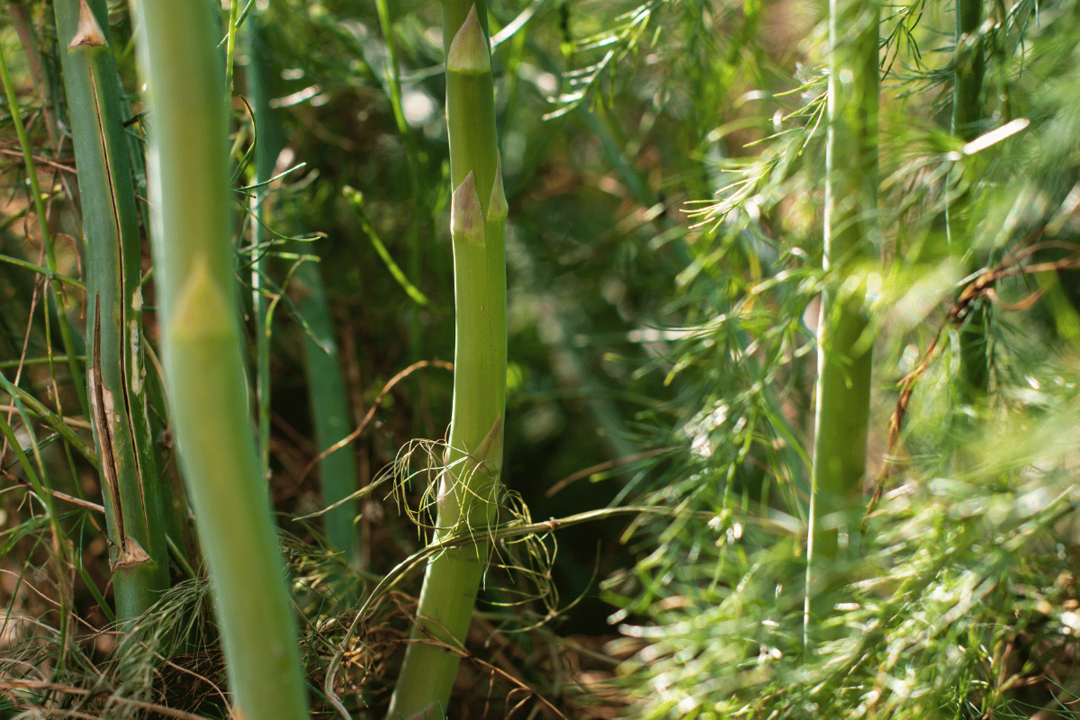 How to Grow Asparagus 