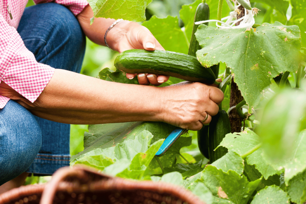 How to Plant Cucumber Seeds