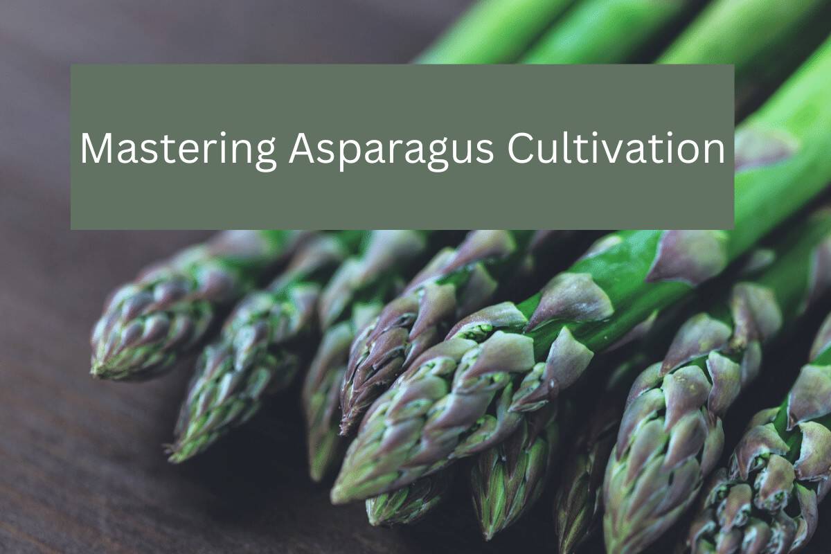 Mastering Asparagus Cultivation