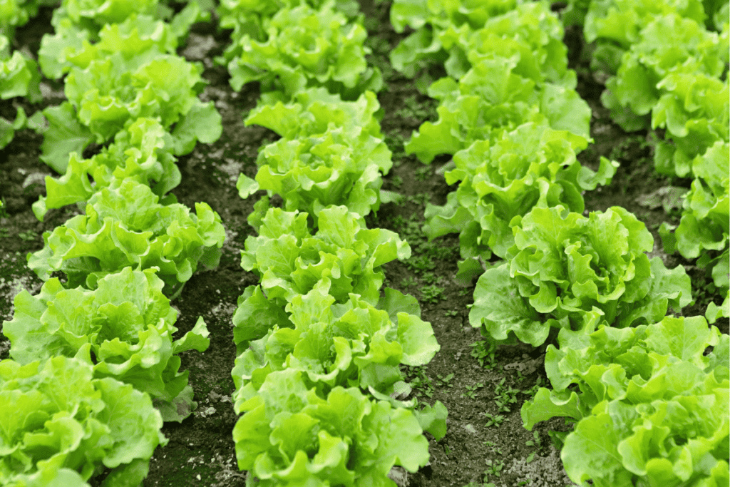 What Types of Lettuces Can You Grow?