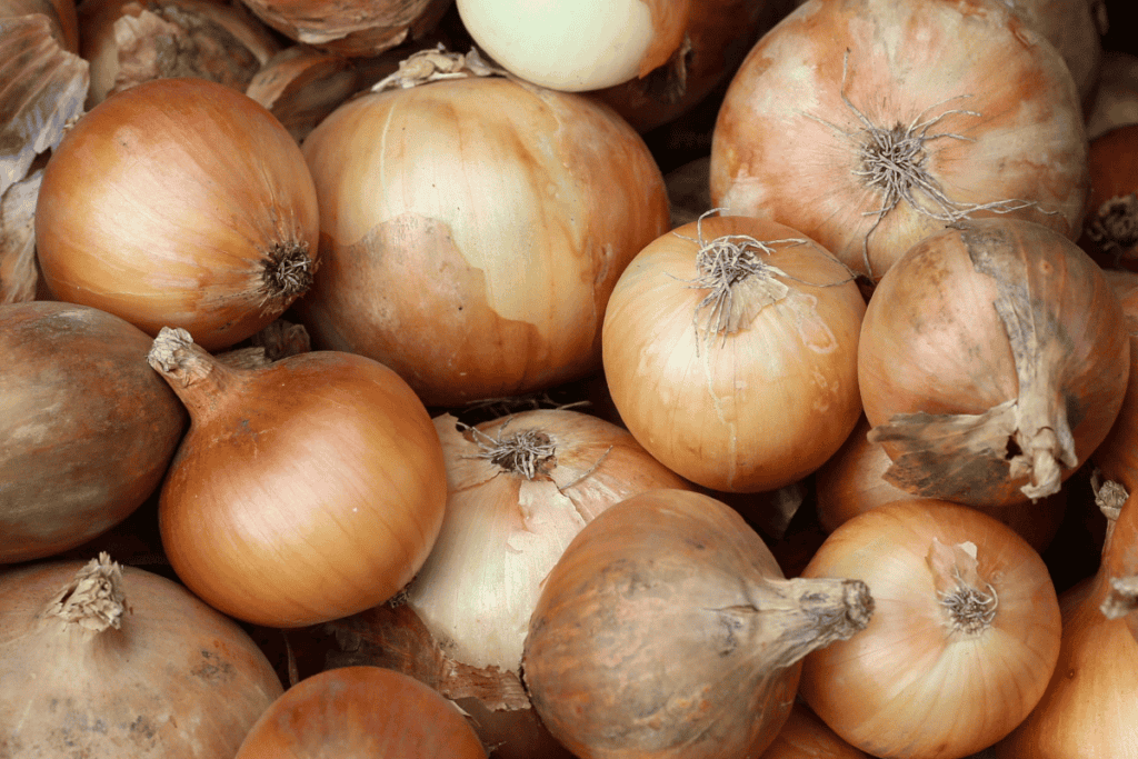 How to Plant Onion Seeds