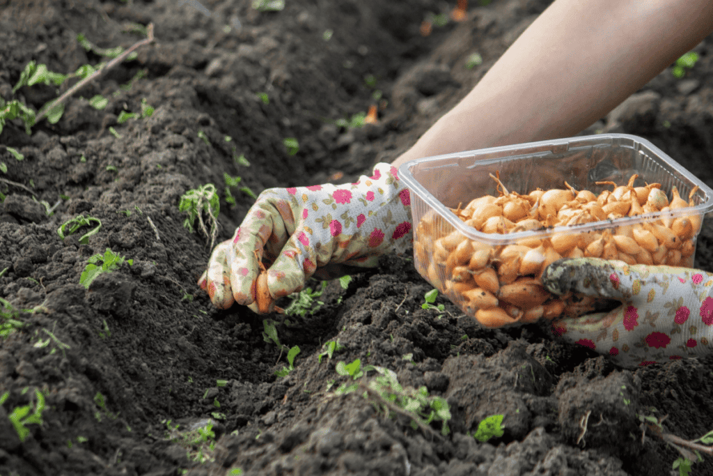 How to Plant Onion Seeds