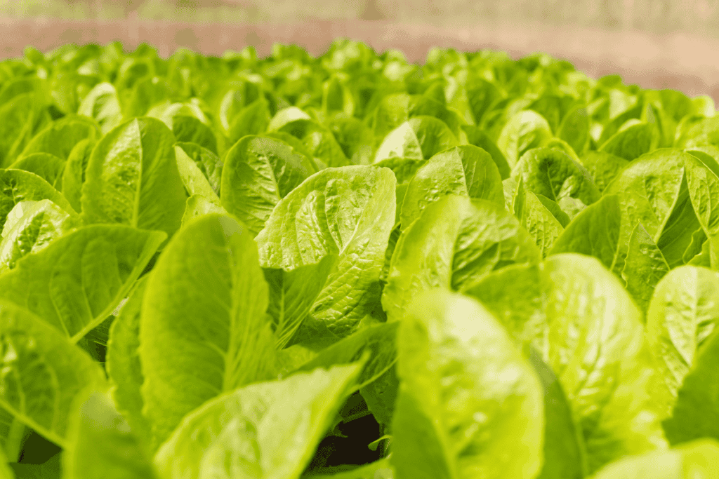 What Types of Lettuces Can You Grow?